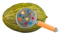 Christmas melon with germs, microbes or viruses under magnifying glass, 3D rendering