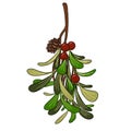 Christmas mistletoe branch with red berries and cones on transparent background