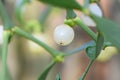 Christmas Mistletoe, Viscum album, close-up of berry