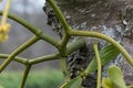 Christmas Mistletoe, Viscum album, close-up growing on stem