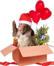 Christmas monkey Santa Claus in a cardboard box with gifts