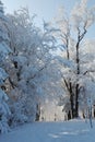 The winter forest