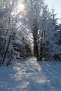 Snowy forest and knurled wide trails