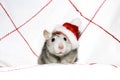 The christmas mouse Royalty Free Stock Photo