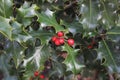 Christmas natural background: green leaves and red berries of holly tree close-up Royalty Free Stock Photo