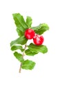 Christmas natural decoration. Xmas holly branch with red berries and green leaves isolated on white background Royalty Free Stock Photo