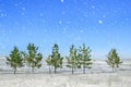 Christmas and New Year background. Christmas trees in the forest during a snowfall on the background of bright blue sky.