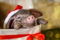 Christmas and new year card with cute newborn santa pig in gift present box. Decorations symbol of the year Chinese calendar. fir Royalty Free Stock Photo