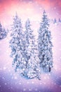 Christmas or New Year color background, snow-covered firs with snowflakes