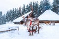 Christmas and New Year concept. Beautiful adult deer scientific name Rangifer tarandus in the snow. Santa Claus village, Lapland. Royalty Free Stock Photo