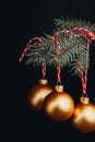 Christmas and new year gift-card. branches of fir-tree and decoration with golden balls with red thread on a black background isol Royalty Free Stock Photo