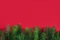 Christmas or New Year`s background: fir-tree branches on red background. Copy space. Top view. Christmas or New Year flatlay