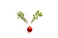 Top view of pine fir branches with red bell in shape of reindeer on white background.