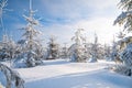 Christmas and new year trees covered with snow in winter forest