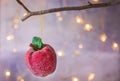 Christmas ornament red sugar coated candy apple hanging on dry tree branch. Shining garland golden lights. Beautiful background Royalty Free Stock Photo