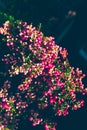 Christmas ornamental plant called prickly heath Royalty Free Stock Photo