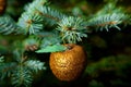 Christmas ornaments on live Christmas tree