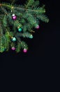 Christmas ornaments and pine branches on black background. Purple and green christmas balls on green spruce branch.Christmas balls Royalty Free Stock Photo