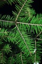 Christmas ornaments and pine branches on black background. Purple and green christmas balls on green spruce branch.Christmas balls Royalty Free Stock Photo