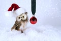 Christmas Owl with Santa Hat - horozontal