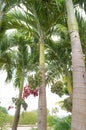 Christmas Palm or Manila Palm Royalty Free Stock Photo