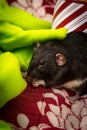 Christmas Pet Rats Royalty Free Stock Photo