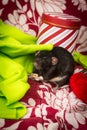 Christmas Pet Rats Royalty Free Stock Photo