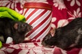 Christmas Pet Rats Royalty Free Stock Photo