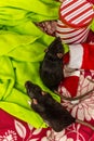 Christmas Pet Rats Royalty Free Stock Photo