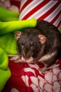 Christmas Pet Rats Royalty Free Stock Photo
