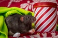Christmas Pet Rats Royalty Free Stock Photo