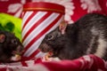 Christmas Pet Rats Royalty Free Stock Photo