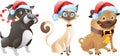 Christmas pet set Royalty Free Stock Photo