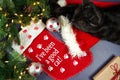 Christmas pet stocking with family cat in festive setting. Royalty Free Stock Photo