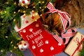 Christmas pet stocking with family cat in festive setting. Royalty Free Stock Photo