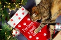 Christmas pet stocking with family cat in festive setting. Royalty Free Stock Photo