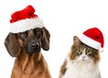 Christmas pets Royalty Free Stock Photo