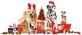 Christmas pets Royalty Free Stock Photo