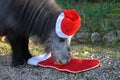 Christmas pets. Miniature horse wearing a Santa hat.