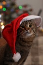 Cat\'s Christmas. Gray Tabby cat in Santa\'s hat wishes you a Marry Christmas and Happy New year! Royalty Free Stock Photo