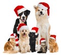 Christmas pets with santa hats