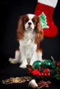 Christmas photo of cavalier king charles spaniel