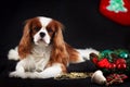 Christmas photo of cavalier king charles spaniel on black background