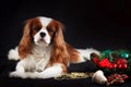 Christmas photo of cavalier king charles spaniel on black background