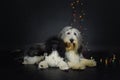 christmas photo of dogs in photo studio with colorful lights.