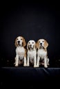 christmas photo of dogs in photo studio with colorful lights.