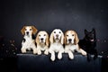 christmas photo of dogs in photo studio with colorful lights.