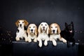 christmas photo of dogs in photo studio with colorful lights.