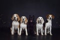 christmas photo of dogs in photo studio with colorful lights.