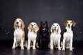 christmas photo of dogs in photo studio with colorful lights